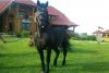BRASOV Cal / Cai de v�nzare Armasar / Armasari SEMIGREI Negru